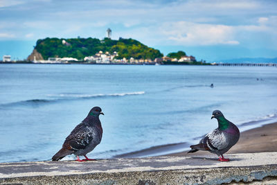 Close-up of bird perching on sea against sky