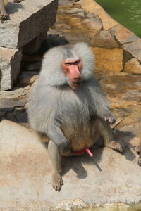 Baboon sitting on rock