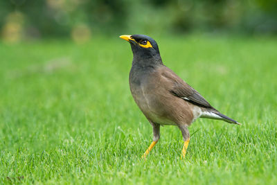 Close-up of bird perching on grass