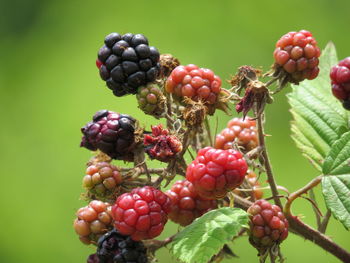 Close-up of berries growing on plant