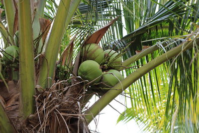 Low angle view of coconut palm tree