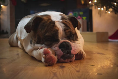 Close-up of a dog resting on floor at home