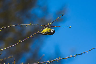 Low angle view yellow tit on tree bench against blue sky