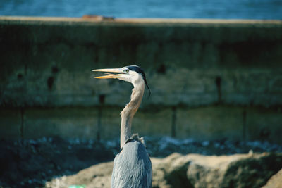 Close-up of a bird