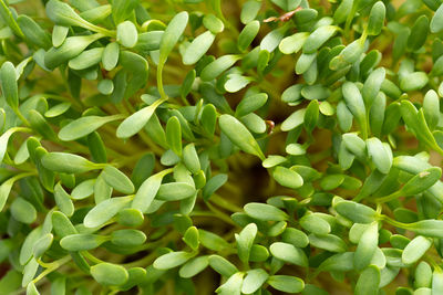 Full frame shot of chopped vegetables