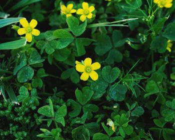 High angle view of yellow flowers blooming outdoors