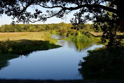 Scenic view of lake by trees in forest against sky