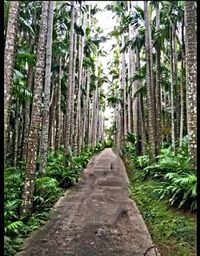 Pathway along trees in forest