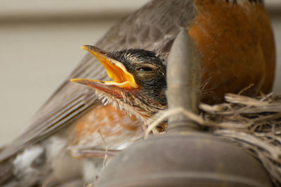 Close-up of bird in nest