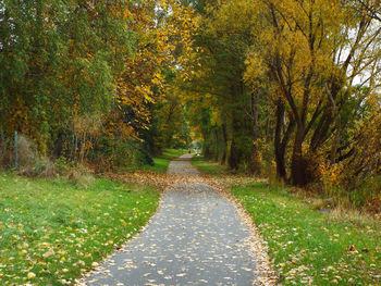 Road amidst trees during autumn