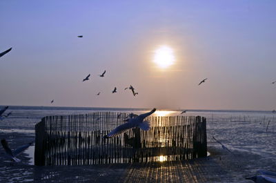 Seagulls flying over sea during sunset