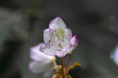 Close-up of pink flower