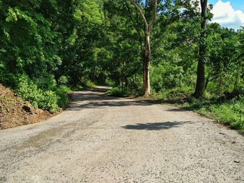 Road amidst trees