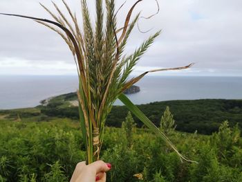 Person hand holding plant on field against sky