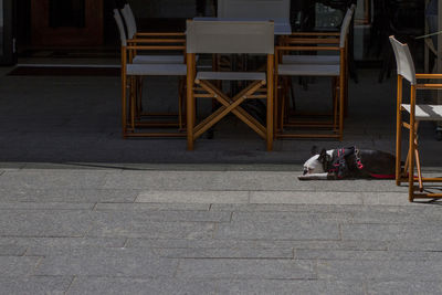 Low section of dog sitting on floor