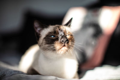 Close-up portrait of kitten