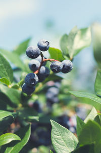 Close-up of plants growing outdoors