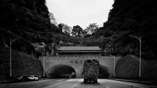 Road along trees