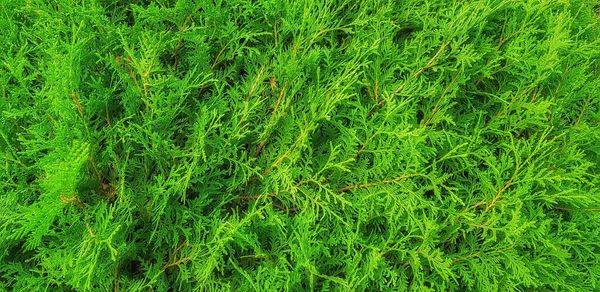 Full frame shot of fresh green field