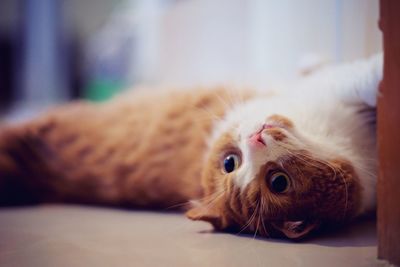 Close-up portrait of cat lying on floor