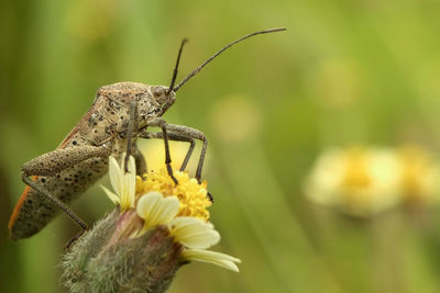 Close-up of insect on yellow flower