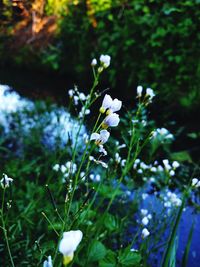 Close-up of white flowers blooming outdoors