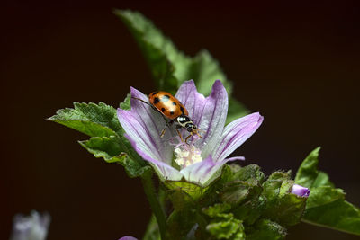 Close-up of insect on purple flower