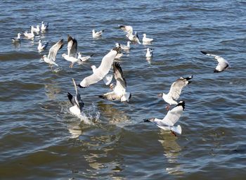 Seagulls flying over sea