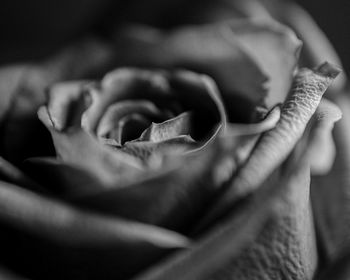 Close-up of flower