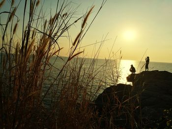 Silhouette plants on beach against sky during sunset