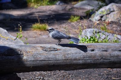 Close-up of bird perching on wood