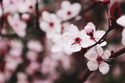 Close-up of cherry blossoms in spring