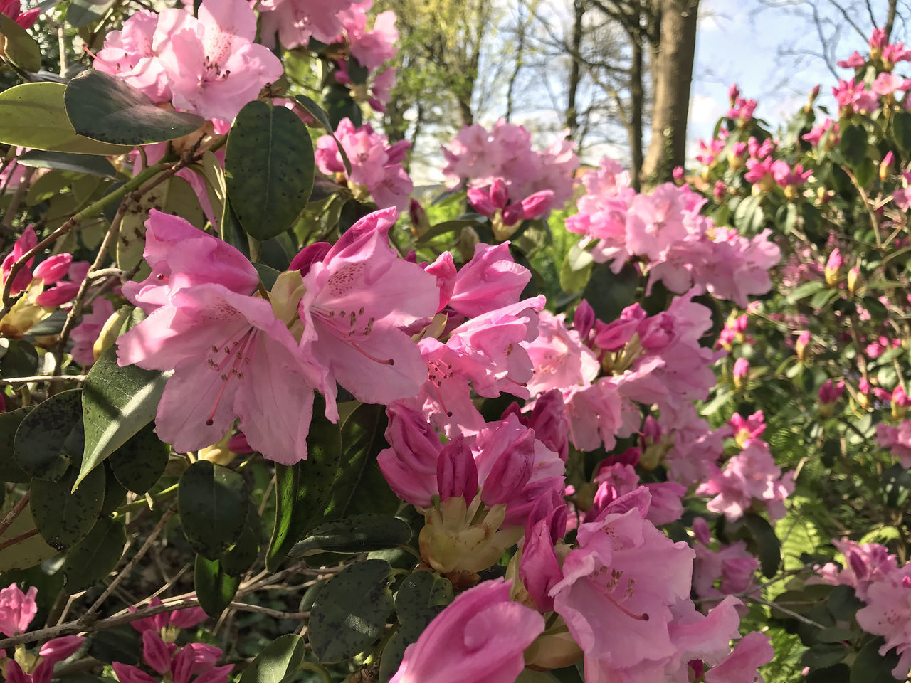 CLOSE-UP OF PINK ROSE FLOWERS