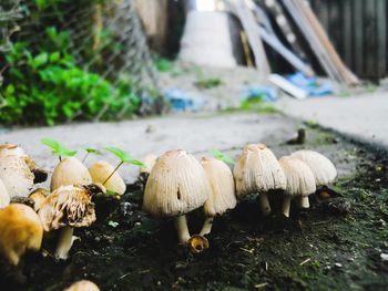 Close-up of wild mushrooms growing on field