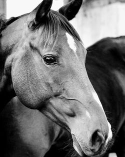 Close-up of a horse