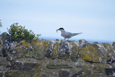 Bird perching on rock