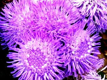Close-up of purple flowers