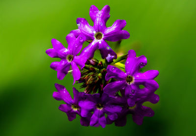 Close-up of purple flowering plant