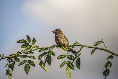 Bird perching on a plant