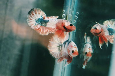 Close-up of fish swimming in sea