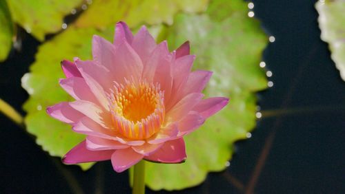 Close-up of pink water lily