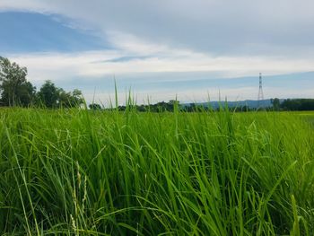 Crops growing on field against sky