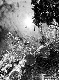 Close-up of plants growing on field in forest