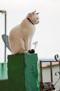 View of cat sitting on floor