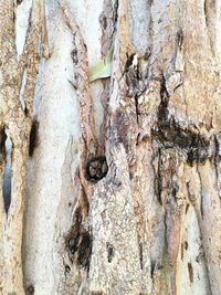 Full frame shot of tree trunk