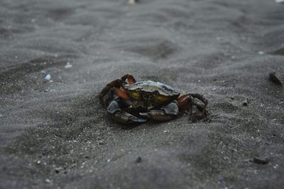 Close-up of crab on beach