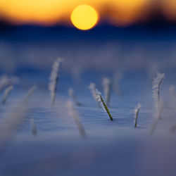 Frosty dawn. nature's icy embrace in early spring in northern europe