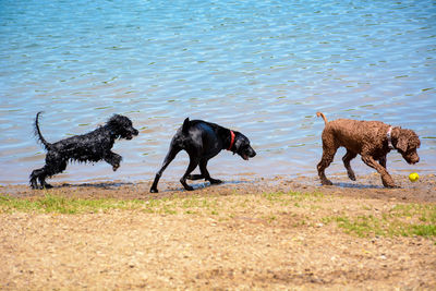 Wet dogs playing on lakeshore