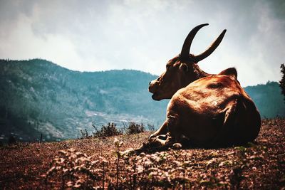 View of a cow on field