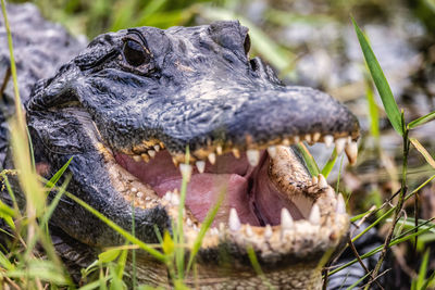 Close-up of an aligator.